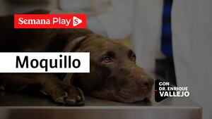 Moquillo | Enrique Vallejo en Salud Animal