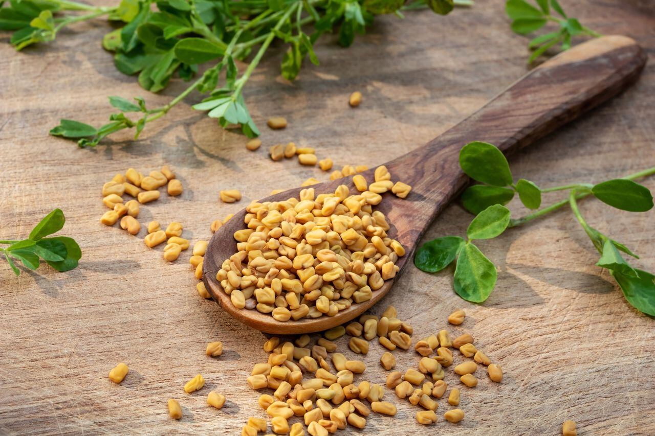 Fenugreek