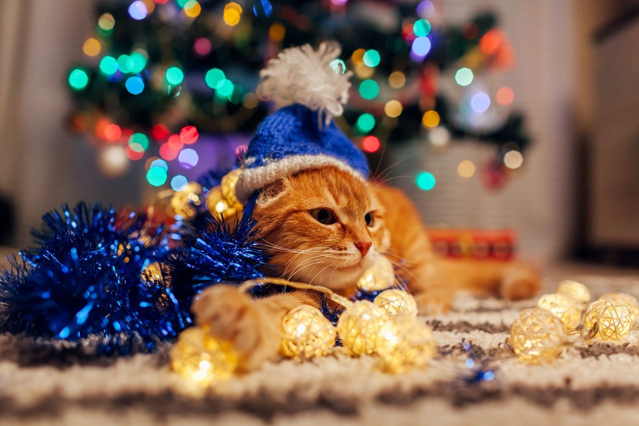 Gato - Navidad - mascota