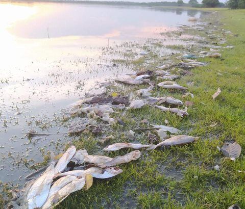 Cientos de peces de la especie arenca o sardina murieron en la Ciénaga de Zapatosa.