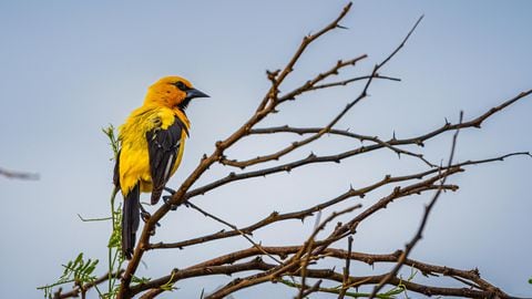 El Santuario de Flora y Fauna Los Flamencos alberga más de 250 especies de aves.