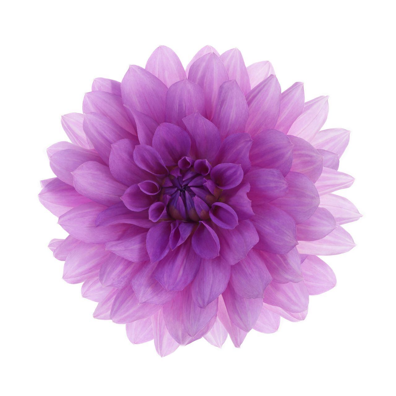 Close-up of purple dahlia flower, Dahlia 'Blue Boy', on a white background in square format with copy space.