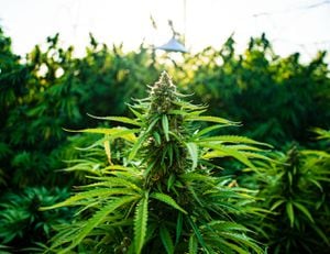 La internacionalización de la flor seca de cannabis podría tomar entre uno a tres años en consolidarse.