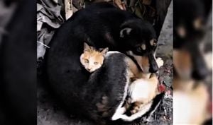 Un perro y un gato se abrazan tras sobrevivir al terremoto en Turquía.
