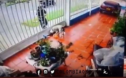 Perro atacado con ácido en Bogotá