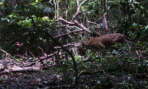 2.000 jaguares fueron identificados en el corredor Napo-Putumayo.