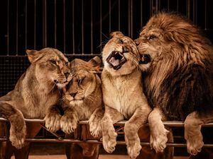 Leones