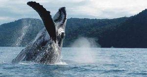 La temporada de avistamiento de ballenas jorobadas en el Pacífico colombiano terminará en noviembre. Foto: Corporación Autónoma Regional del Valle del Cauca, CVC