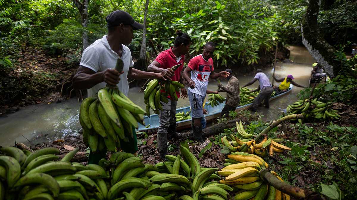 Vender 2000 plátanos, genera la misma ganancia que una arroba de ojo de coca, según los campesinos