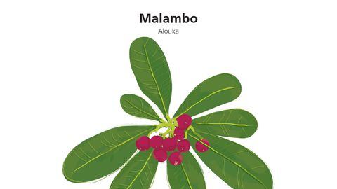 Vademécum de plantas medicinales Wayúu