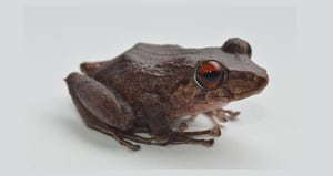 Nueva especie de rana descubierta por los investigadores de la Universidad de Antioquia.