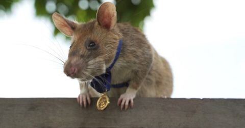 Magawa, la rata gigante africana que detecta minas terrestres, recibió una medalla de oro por su valentía y servicio.