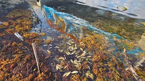Mortandad de peces en islas de Providencia y Santa Catalina, reportó Coralina