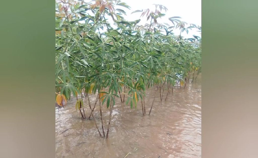 Cultivos de la comunidad Caizem se encuentran inundados, los líderes han reportado pérdida de yuca, papa y maíz.