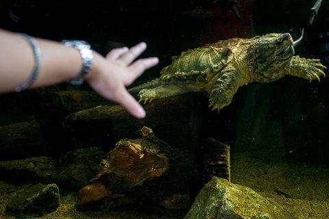 Un guía turístico señala una tortuga caimán durante una gira de prensa antes de la inauguración de River Safari en el Zoológico de Singapur el 25 de marzo de 2013 en Singapur.