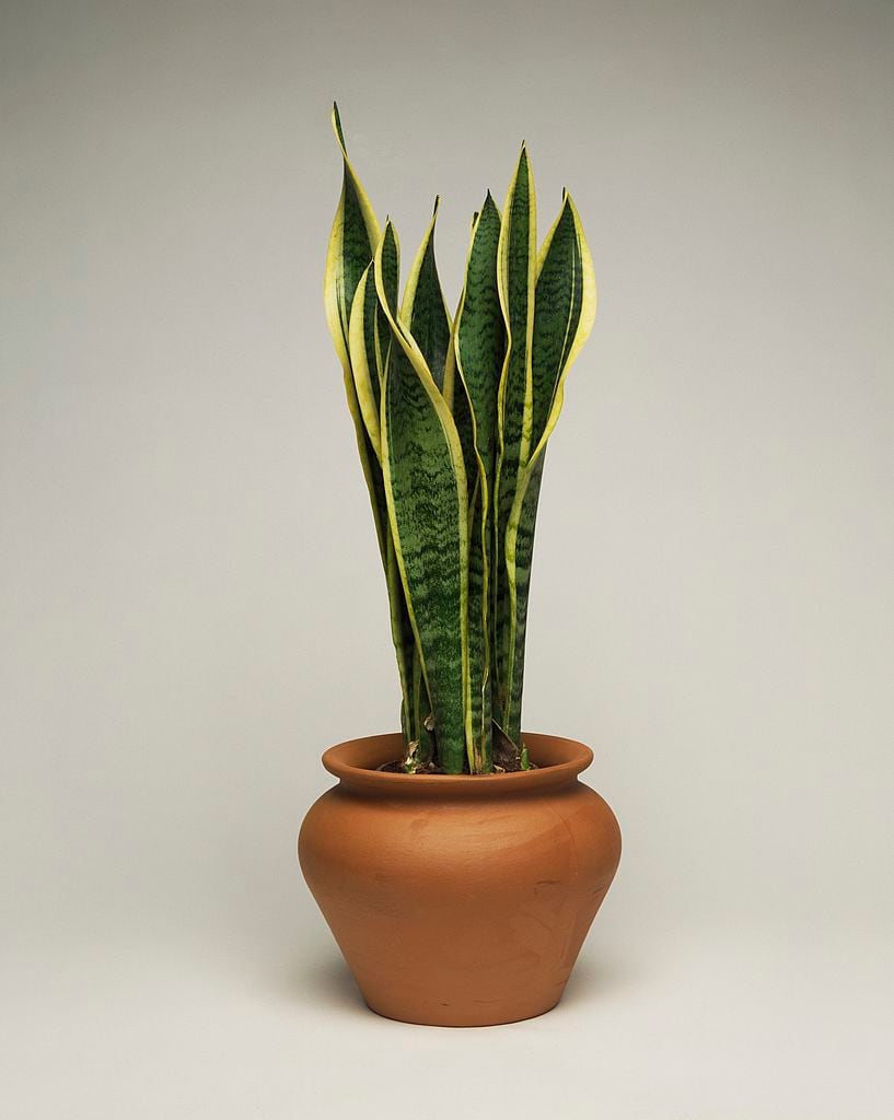 UNSPECIFIED - JANUARY 27: Snake sansevieria (Sansevieria trifasciata Laurenti), Asparagaceae. (Photo by DeAgostini/Getty Images)
