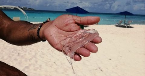 Cubomedusas encontradas en las playas de San Andrés. Septiembre 2020.