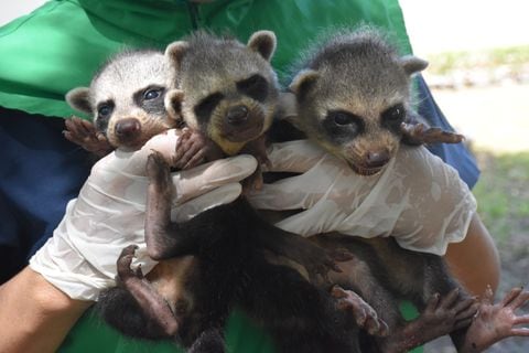 Tres mapaches rescatados en Huila por parte de la CAM.