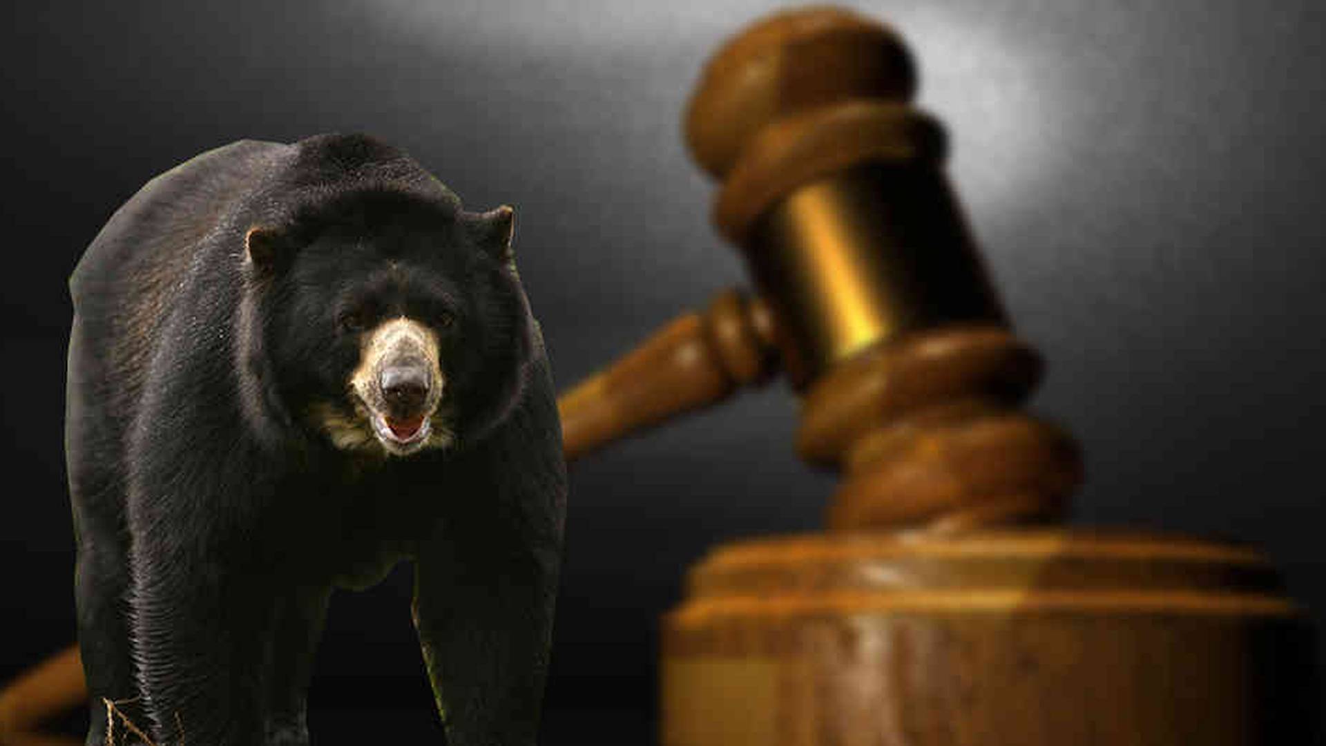 Chucho, el oso de anteojos que triunfó en la Corte Suprema de Justicia