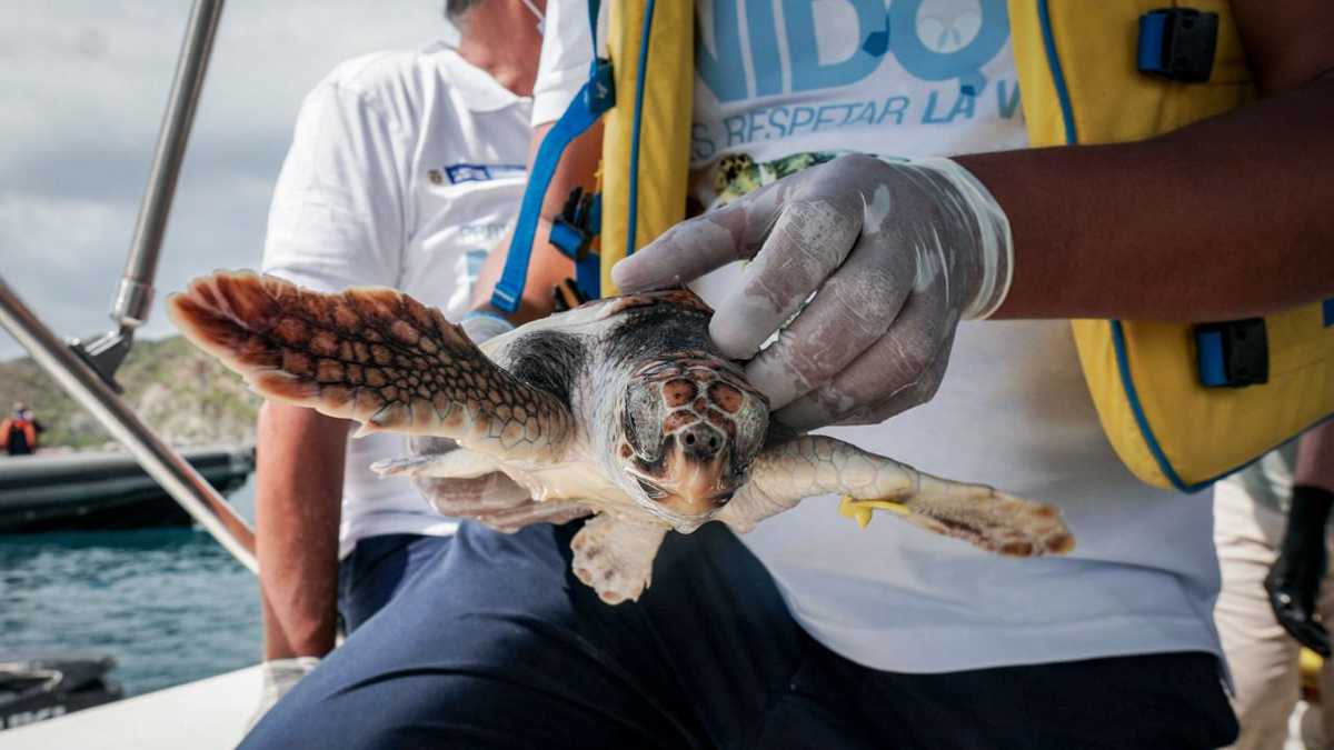 Colombia alberga cinco de las siete especies de tortugas marinas del mundo