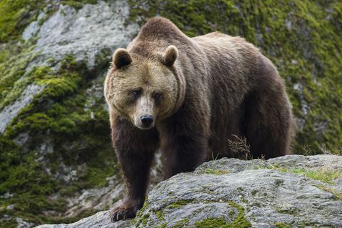 European Brown Bear, Ursus arctos, Bavaria, Germany