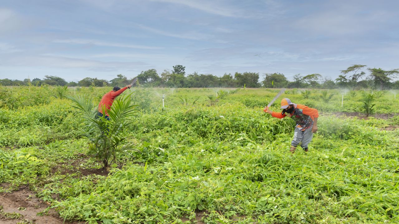 El programa ‘Semillas de vida’, de la Gobernación del Atlántico, beneficia a 3.000 campesinos que residen en municipios de vocación agrícola.