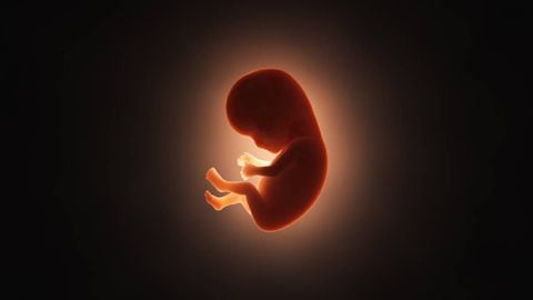Imagen de referencia de embrión humano.