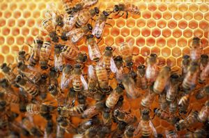 Las abejas son capaces de crear una coraza de propóleo para protegerse del exterior