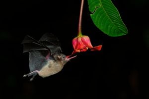 Los murciélagos se alimentan en las noches del polen y el néctar de las plantas, por lo que tienen un papel fundamental en la polinización de casi 500 especies de flores en el mundo.