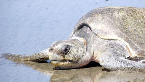 La tortuga golfina se encuentra en Bahía Solano y en Nuquí, las playas del departamento de Chocó.