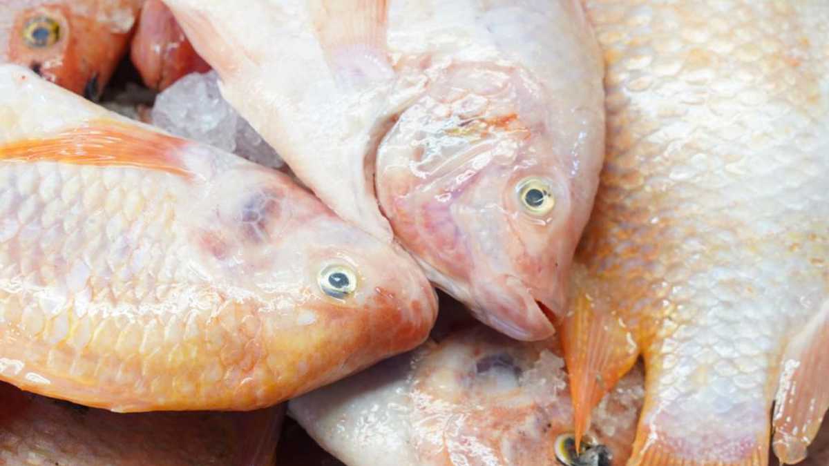 La Secretaría recomienda abstenerse de comprar pescados y derivados de la pesca en ventas ambulantes.