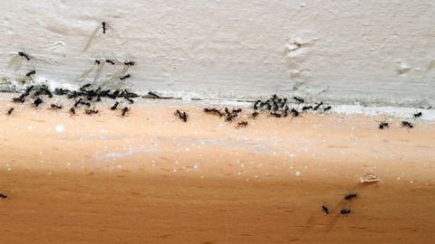 ¿Cómo ahuyentar a las hormigas con productos caseros?