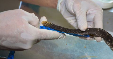 Serpientes cascabel rescatadas en Honda