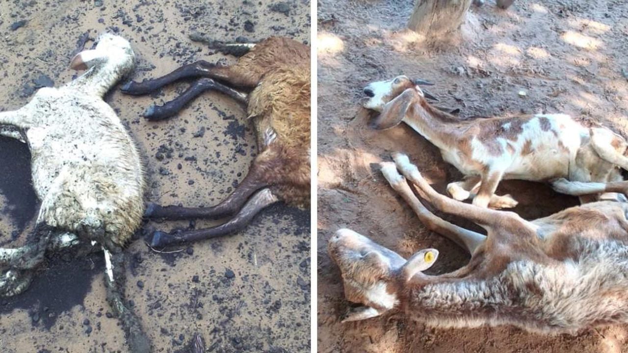Muerte masiva en la Guajira de Chivos y otros animales.