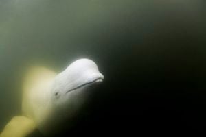 La beluga es considerada una de las especies más amigables con el ser humano.