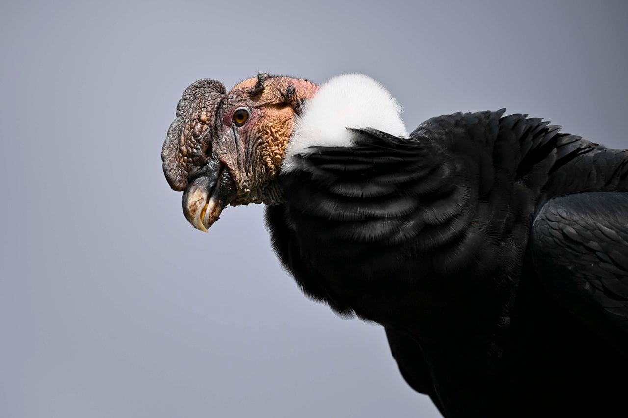 El cóndor andino es una de las especies de aves emblemáticas que se pueden observar en la región del Cauca.