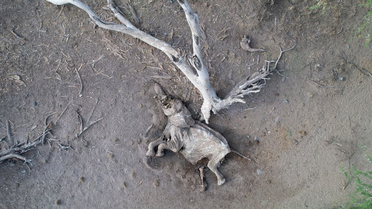 En imágenes : Kenia enfrenta una crisis de hambre mientras la sequía acaba con el ganado