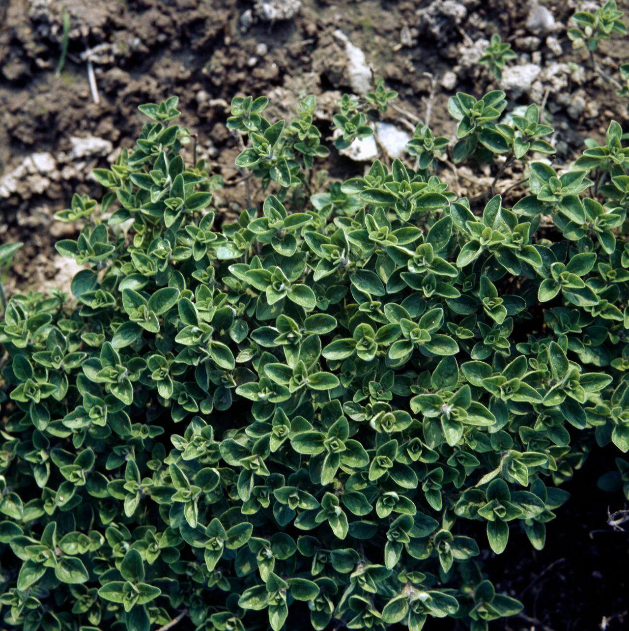 Mejorana (Origanum majorana), Lamiaceae.