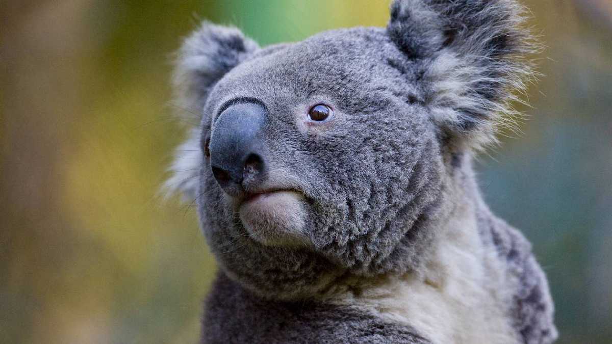 La clamidia sería una de las causas de la extinción de los koalas en Australia