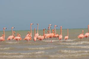 Los flamencos rosados son una especie que, según el ministerio de Ambiente, se encuentran en amenaza.