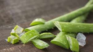 El consumo de aloe vera ayuda en el proceso para bajar de peso. Foto GettyImages.