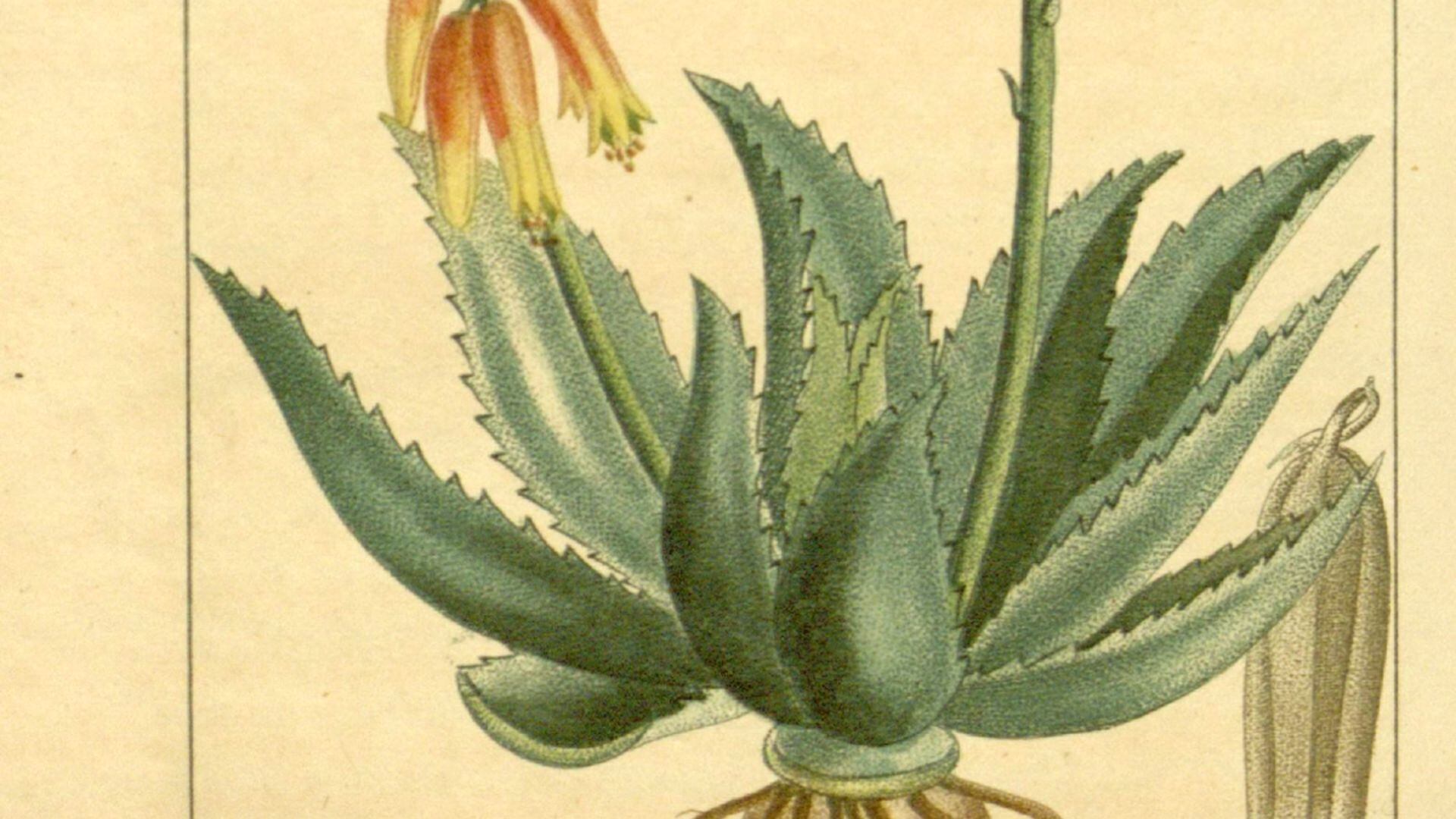 Herbodietética Aloe - 🌸 L҈ O҈ T҈ A҈ 🌸 . 🌍La lota nasal es de origen  indio; también se conoce como 𝐽𝐴𝐿𝐴 𝑁𝐸𝑇𝐼, y forma parte del sistema  de técnicas de limpieza