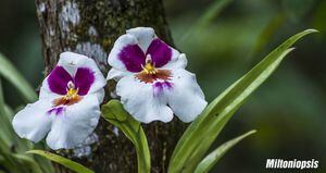 Colombia es el país que más especies de orquídeas tiene registradas en el mundo, al contabilizar 4270. Esta es una Miltoniopsis-hibrido. Foto: Jardín Botánico de Bogotá