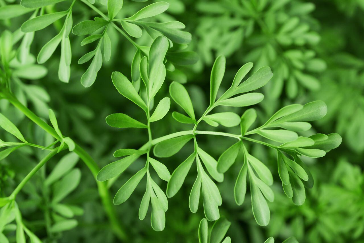 Green Herb of Grace (Ruta graveolens) plant