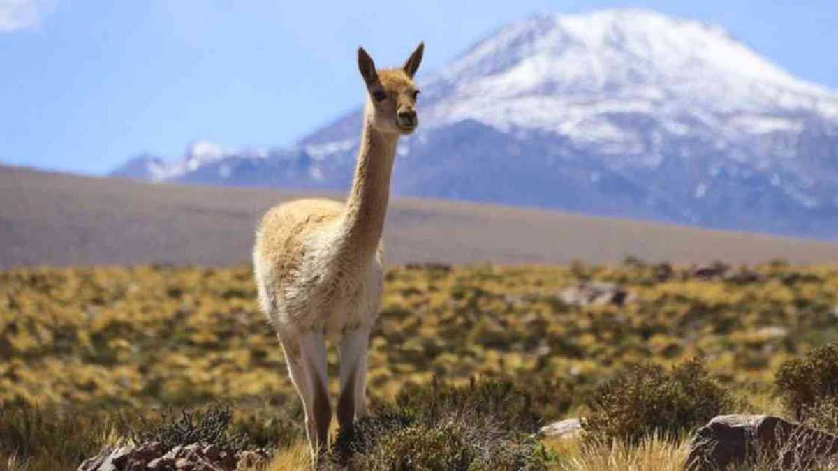 Atacama es el lugar más seco de la tierra, exceptuando algunos valles antárticos. Foto: Thomas Janisch/Getty Images