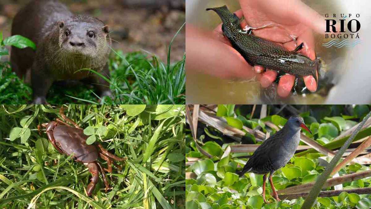 Estas cuatro especies son una pequeña muestra de la biodiversidad presente en el río Bogotá.