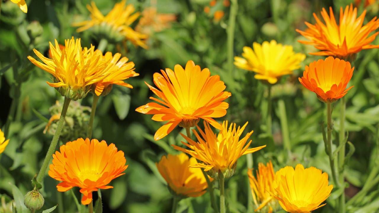 La caléndula es una flor eficaz que se usa en los remedios caseros para eliminar los callos. Foto: Gettyimages.