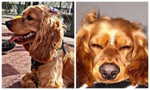 Nala, una perrita Cocker spaniel de 1 año y 8 meses murió en un spa canino de Bogotá