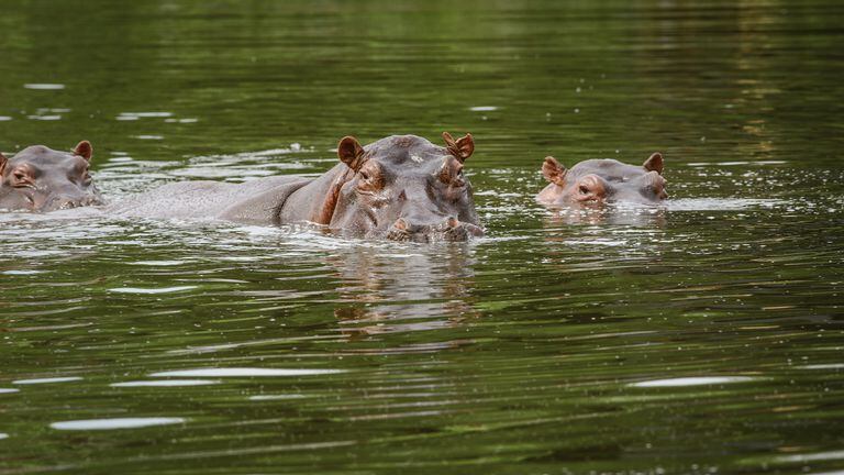 hipopótamos Pablo escobar