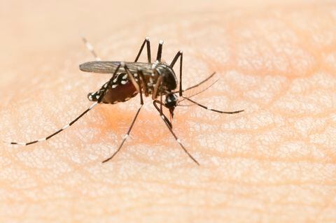 ¿Cuáles son los principales síntomas del dengue?